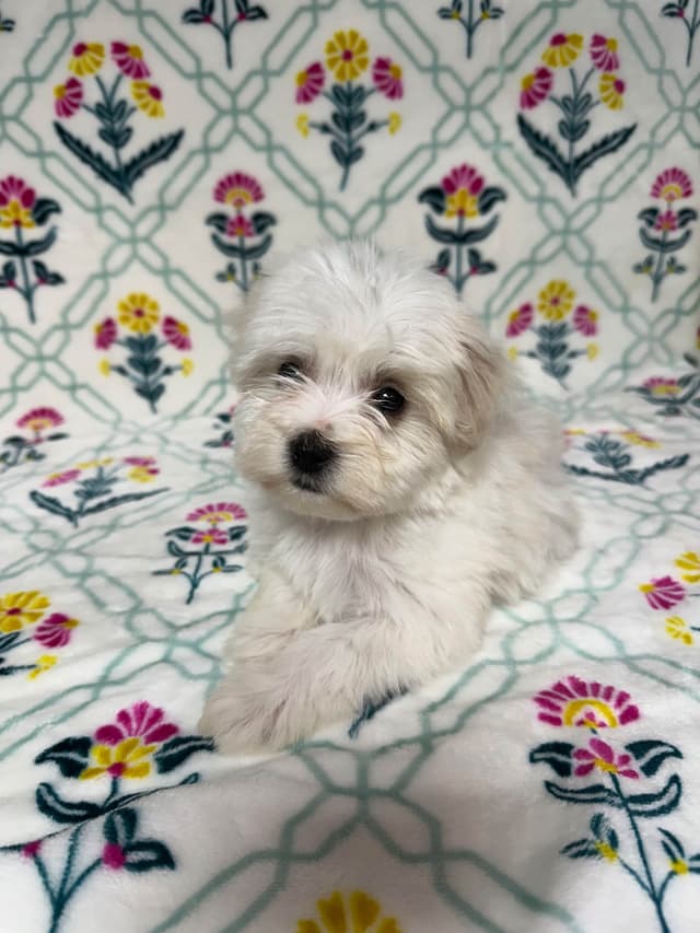 Havanese Puppies media 2