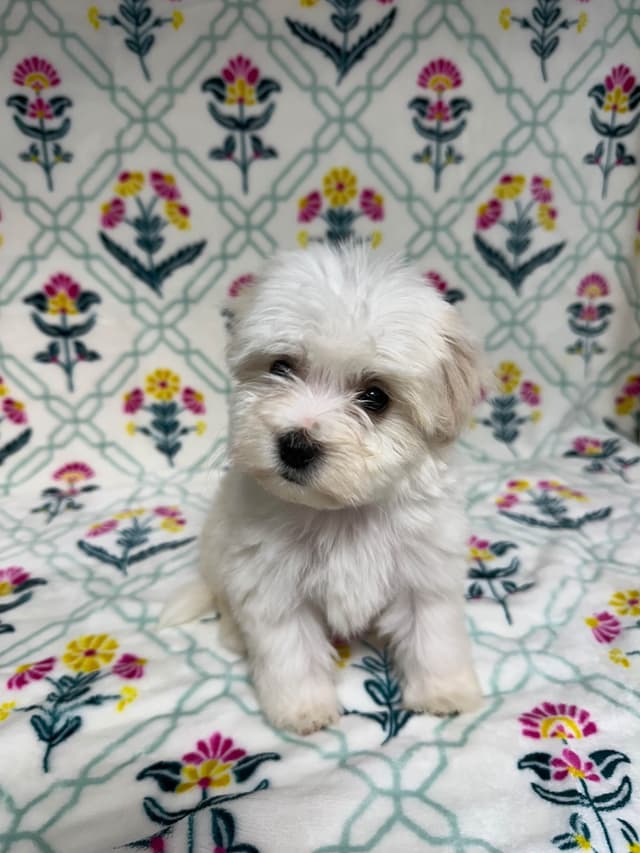 Havanese Puppies media 3