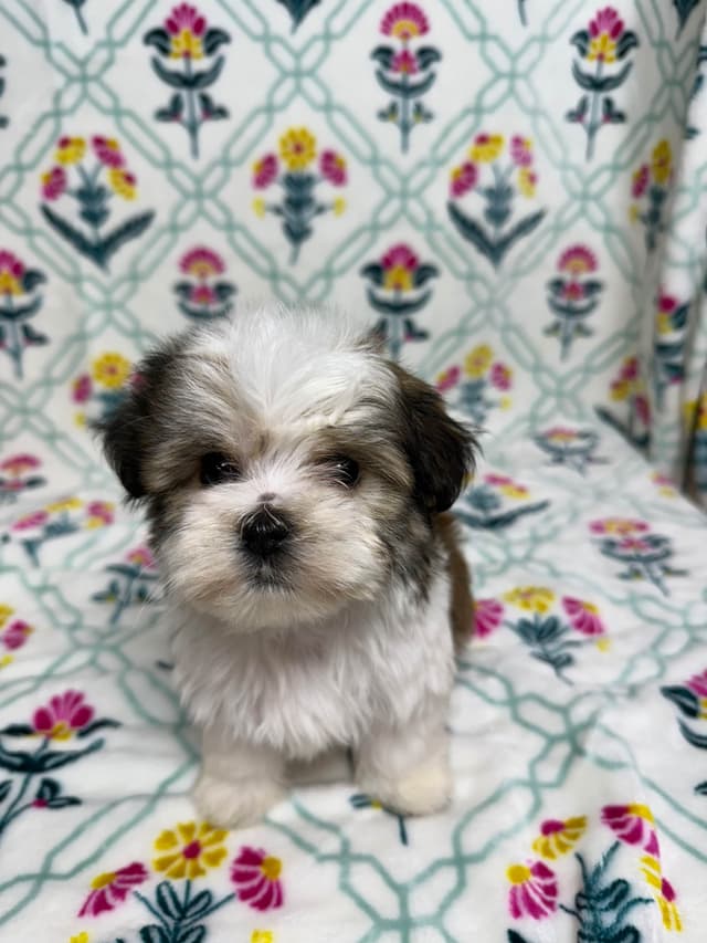Havanese Puppies media 4