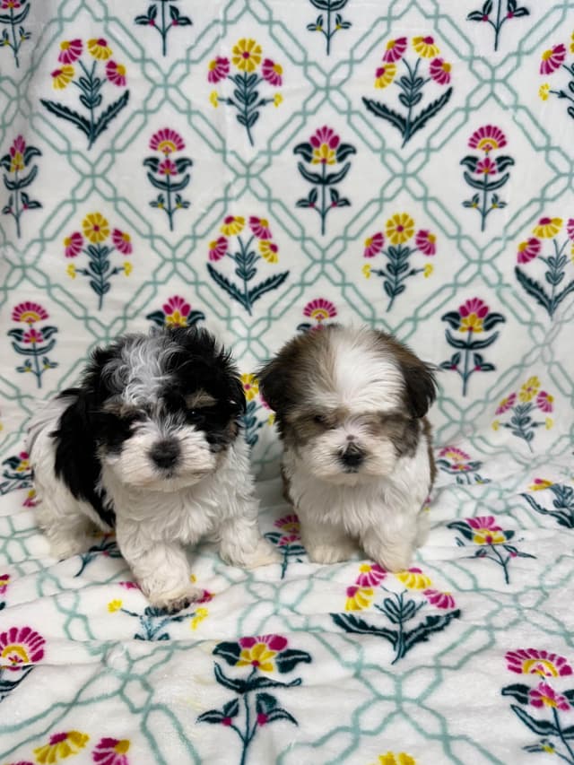Havanese Puppies media 8