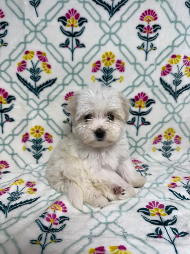 Havanese Puppies media 9