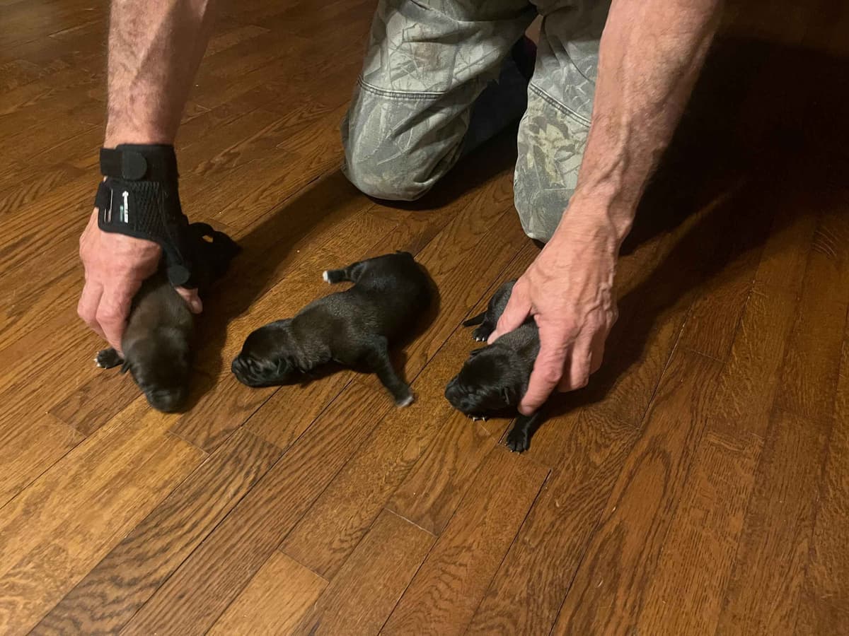 Belgian Malinois Puppies breeder image 10