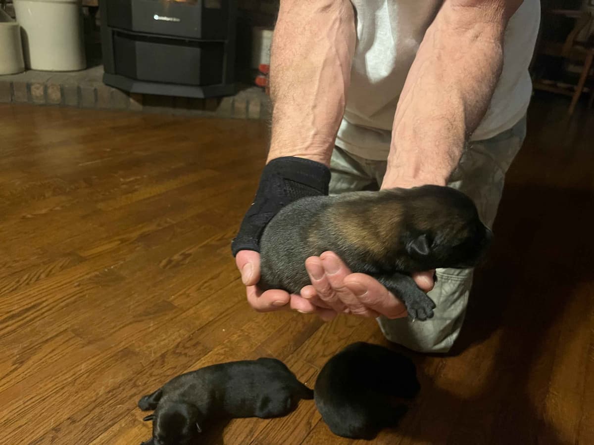 Belgian Malinois Puppies breeder image 12