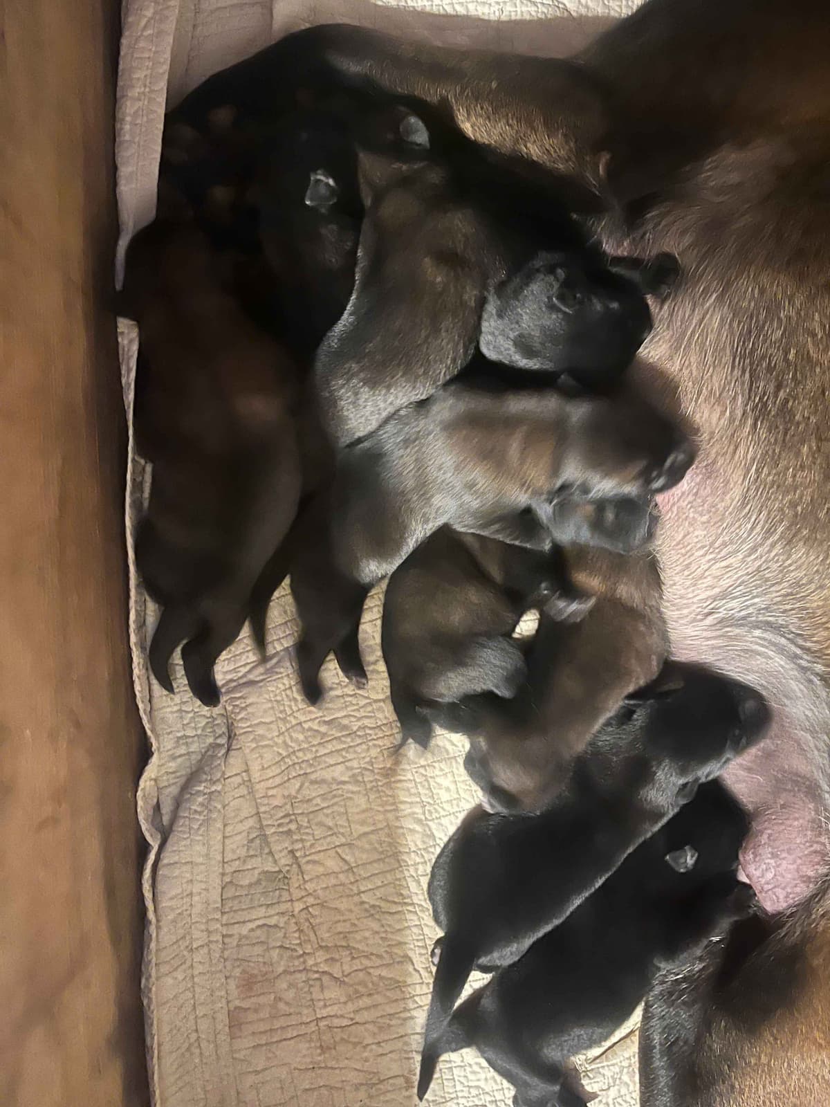 Belgian Malinois Puppies breeder image 7