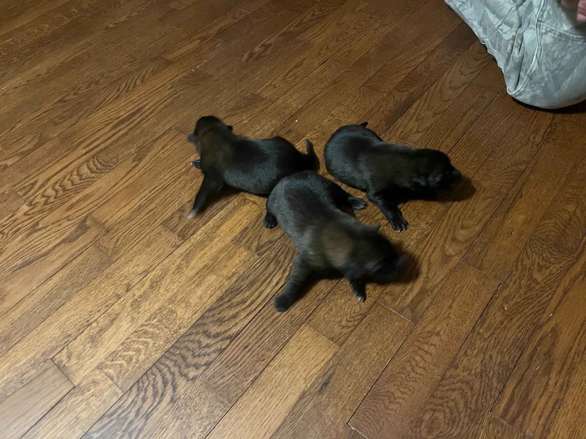 Belgian Malinois Puppies breeder image 13