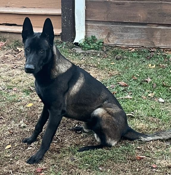 Belgian Malinois Puppies breeder image 1