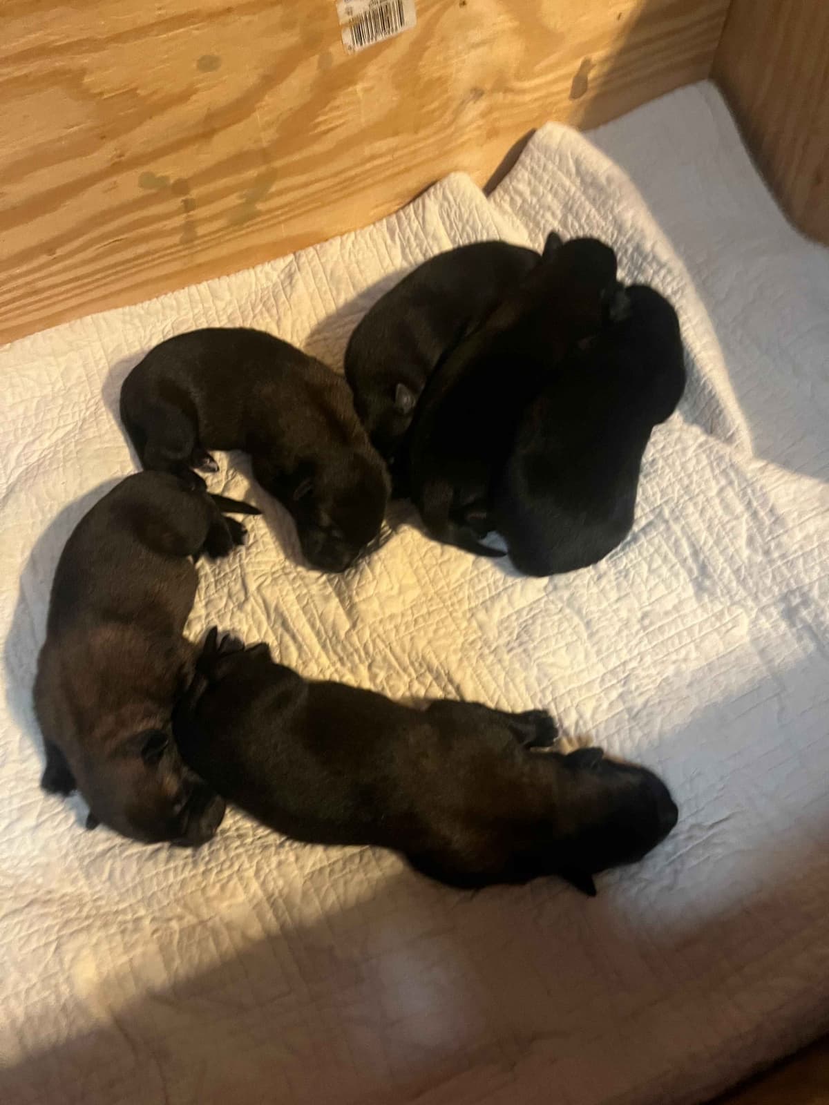 Belgian Malinois Puppies breeder image 14