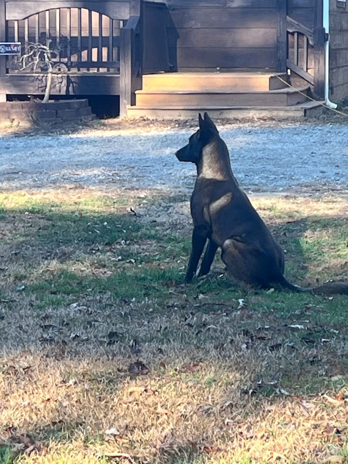 Belgian Malinois Puppies breeder image 3