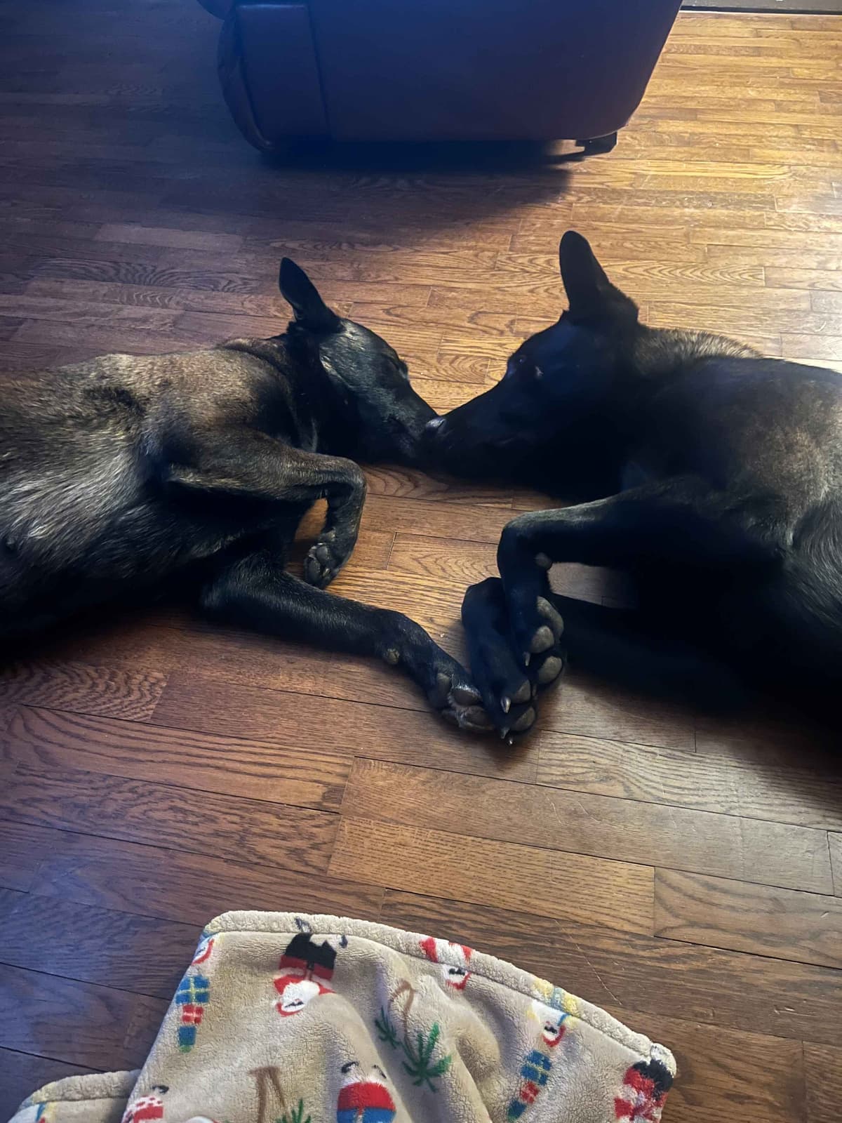 Belgian Malinois Puppies breeder image 5
