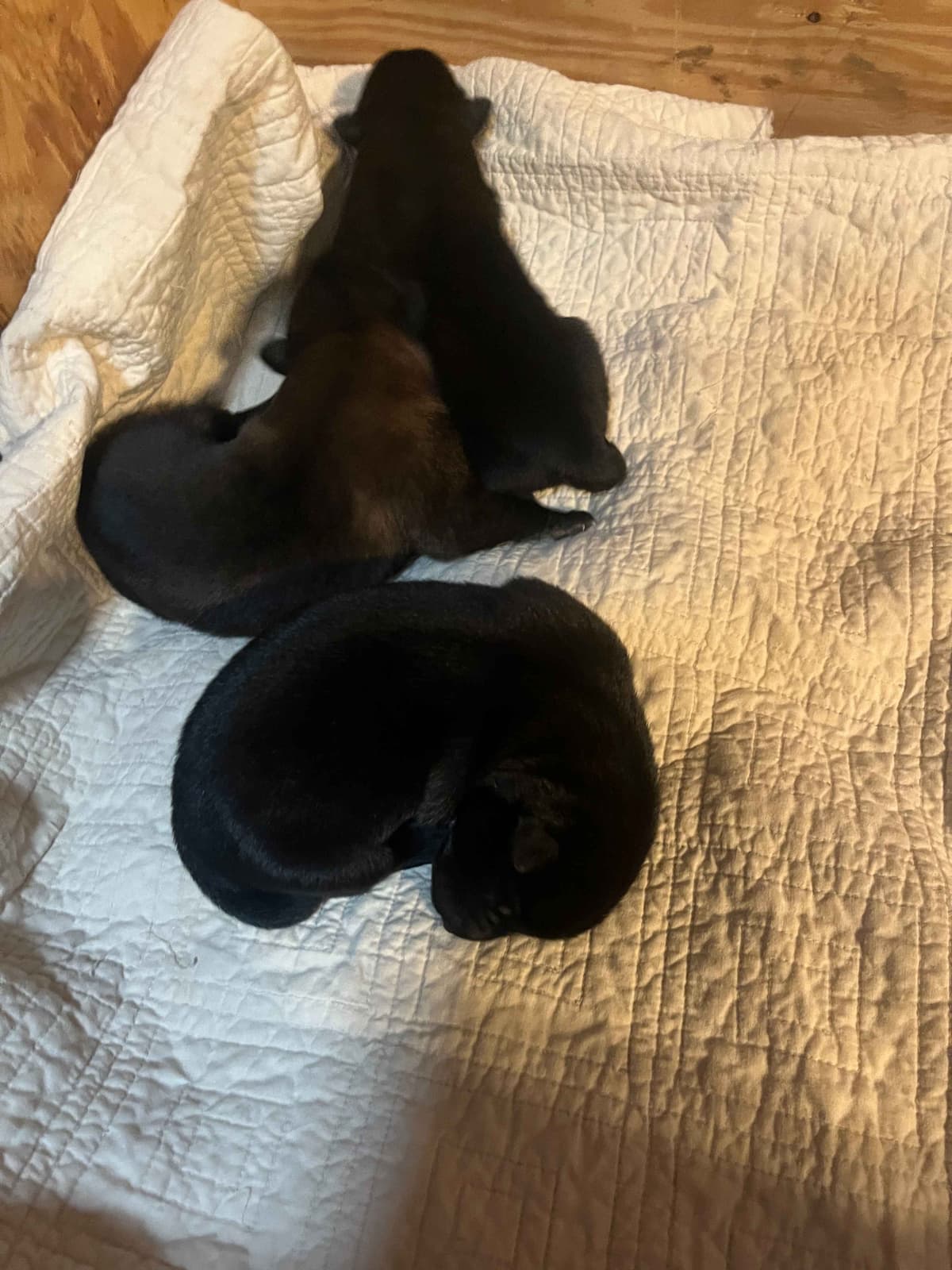 Belgian Malinois Puppies breeder image 11