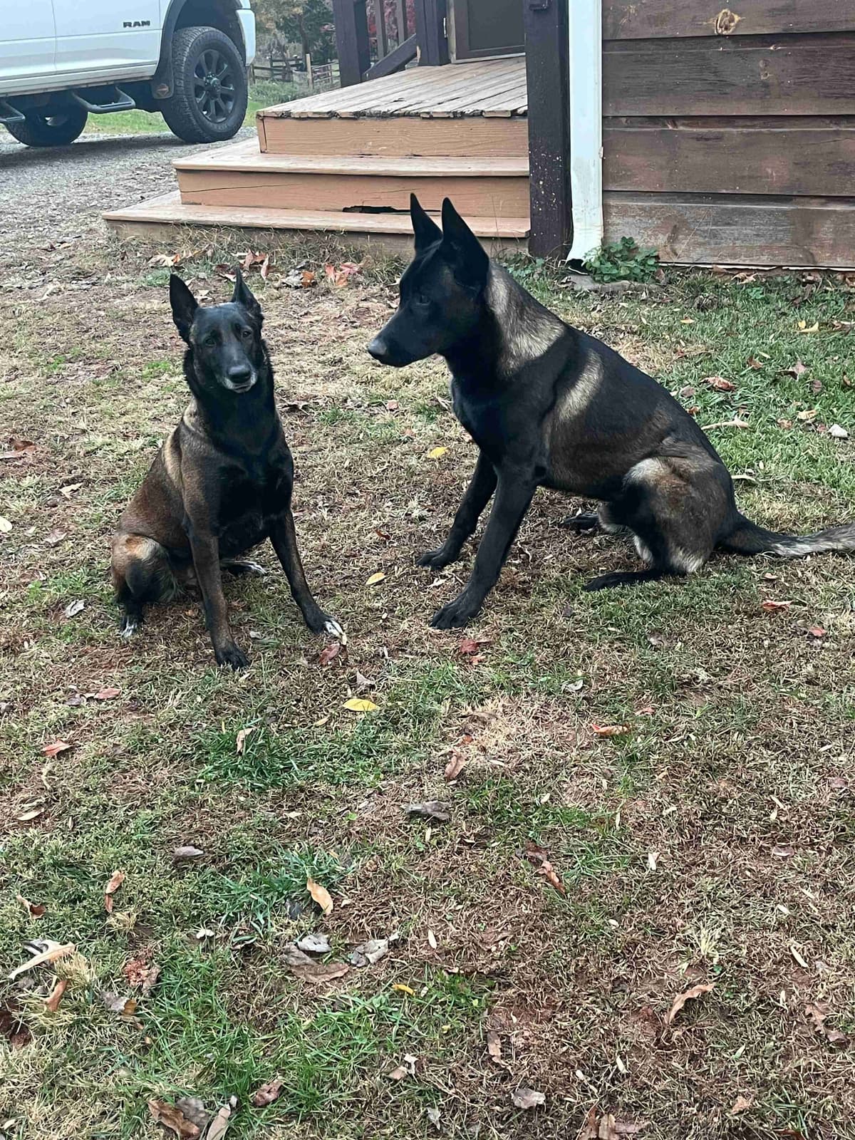 Belgian Malinois Puppies breeder image 6