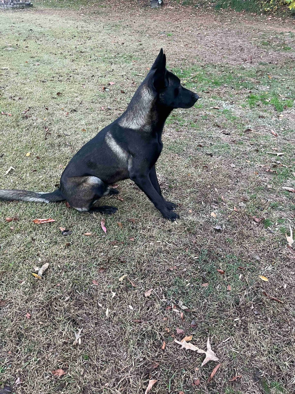 Belgian Malinois Puppies breeder image 4