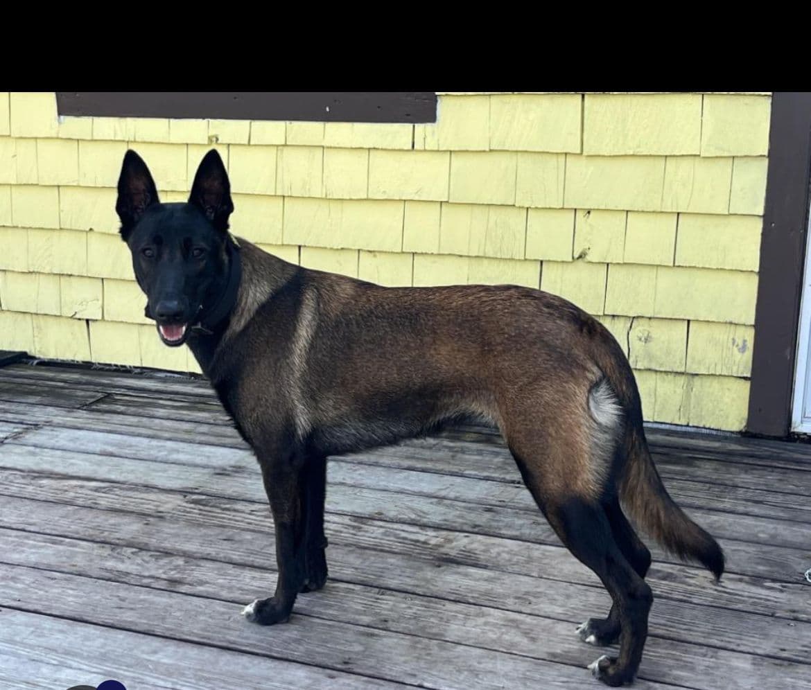 Belgian Malinois Puppies breeder image 15