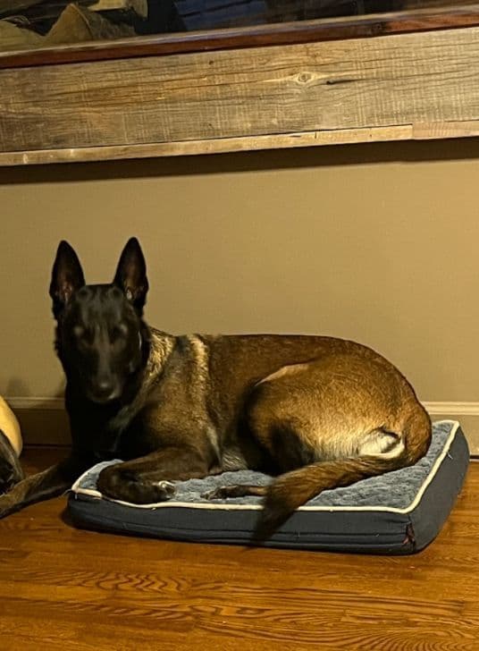 Belgian Malinois Puppies breeder image 17