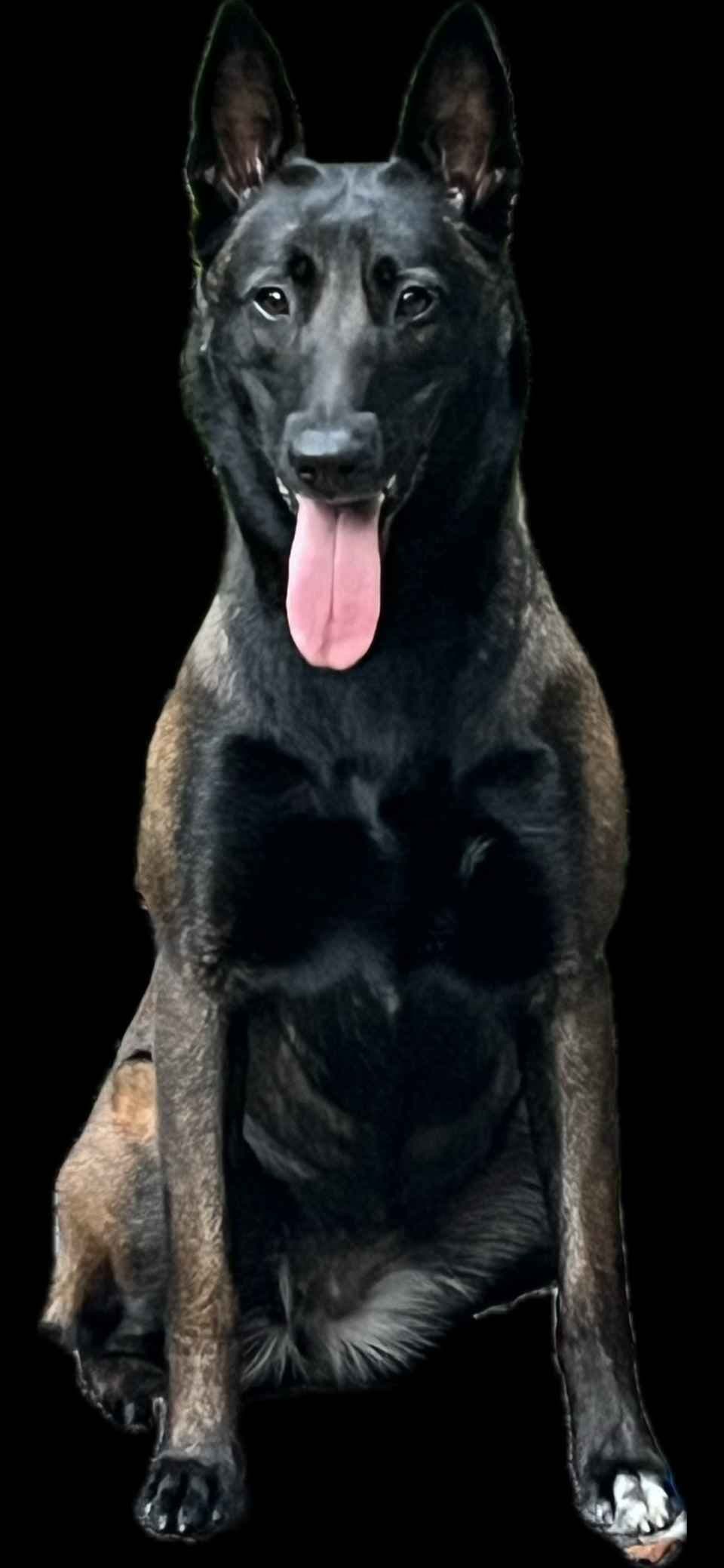 Belgian Malinois Puppies breeder image 18
