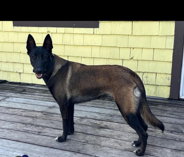 Belgian Malinois Puppies media 3