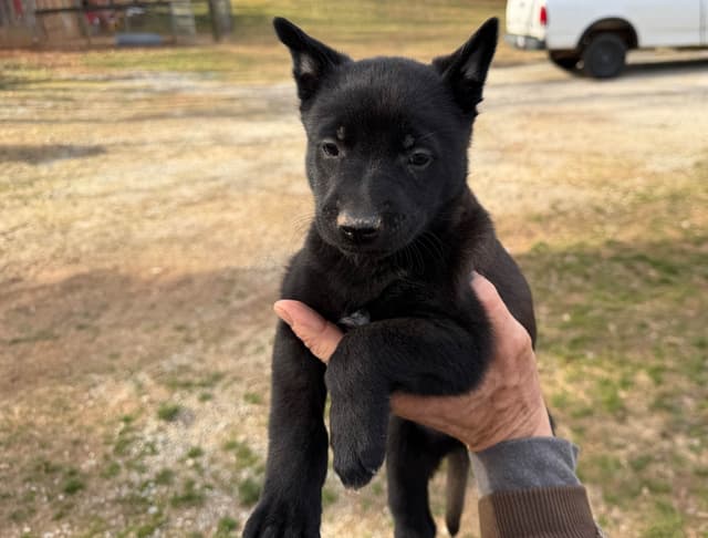 Belgian Malinois Puppies media 6