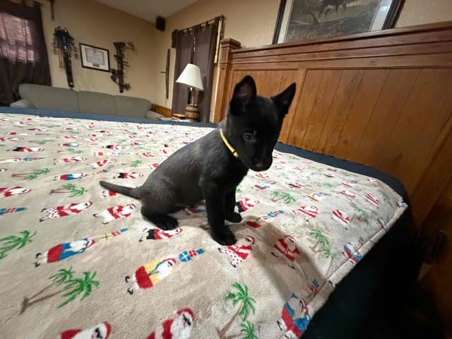 Belgian Malinois Puppies media 7