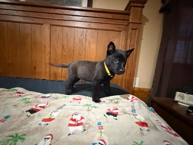 Belgian Malinois Puppies media 8
