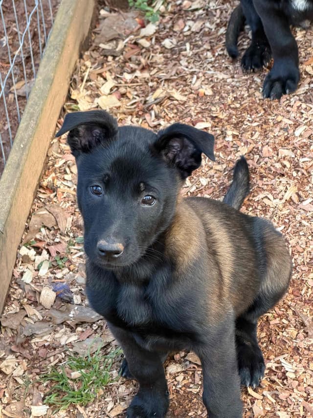 Belgian Malinois Puppies media 9