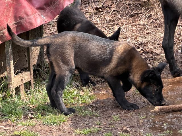 Belgian Malinois Puppies media 10