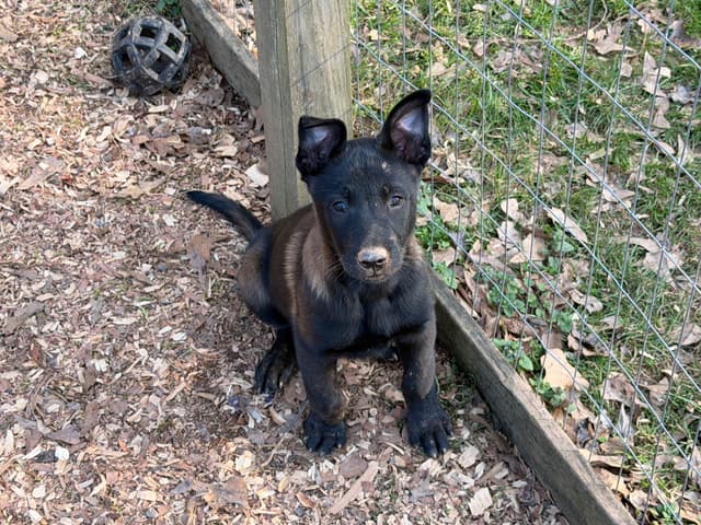 Belgian Malinois Puppies media 11