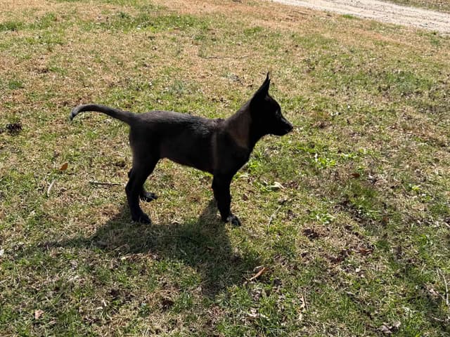 Belgian Malinois Puppies media 12