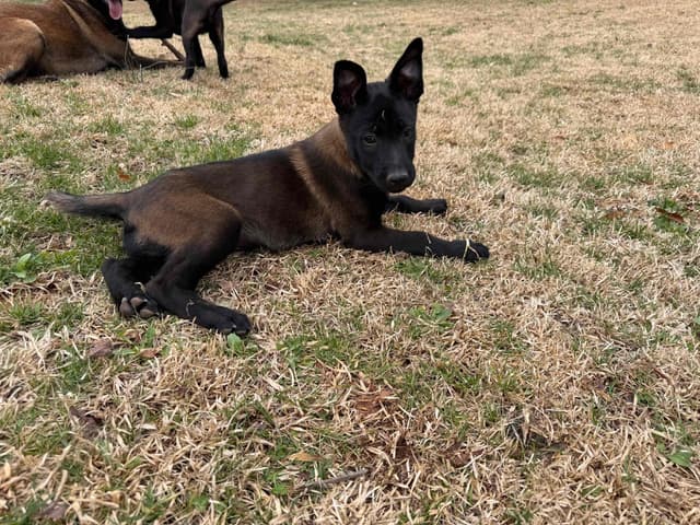 Belgian Malinois Puppies media 14