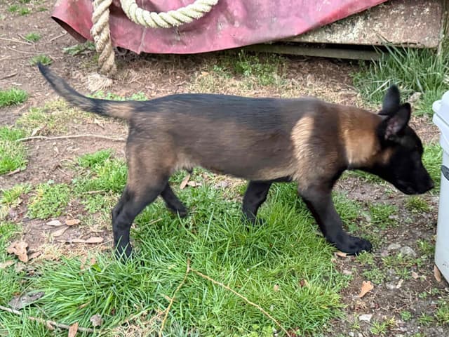 Belgian Malinois Puppies media 15