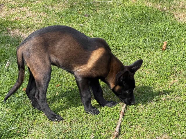 Belgian Malinois Puppies media 16