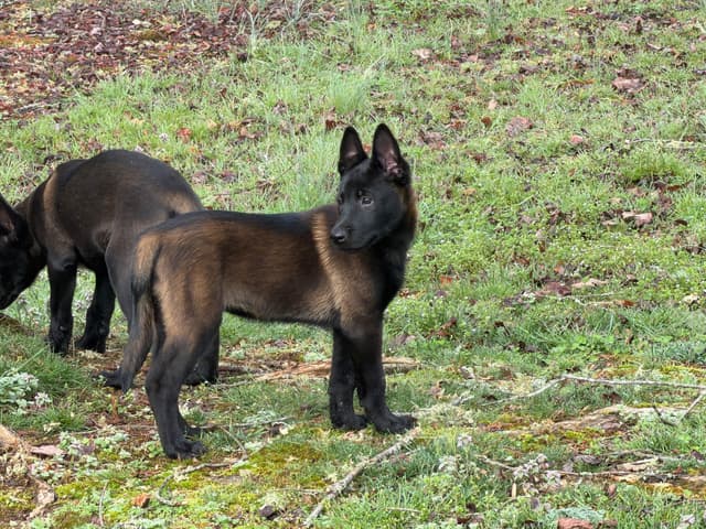 Belgian Malinois Puppies media 17