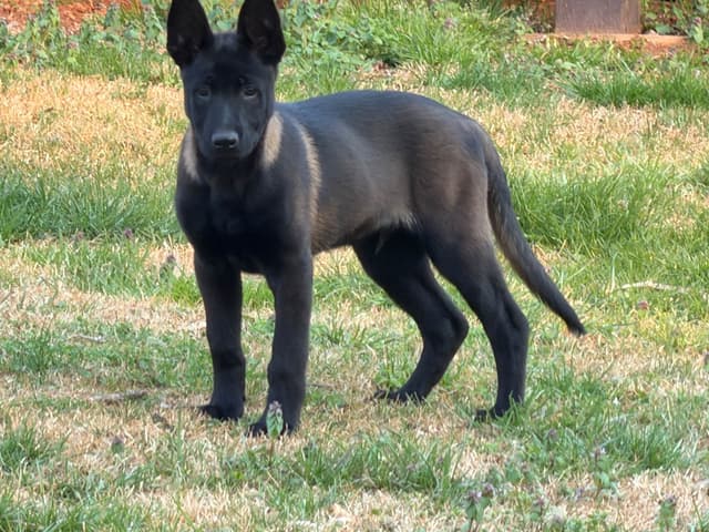 Belgian Malinois Puppies media 18