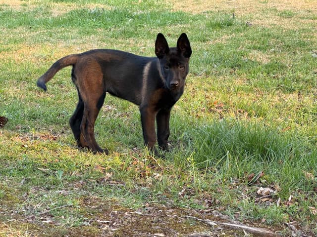 Belgian Malinois Puppies media 19