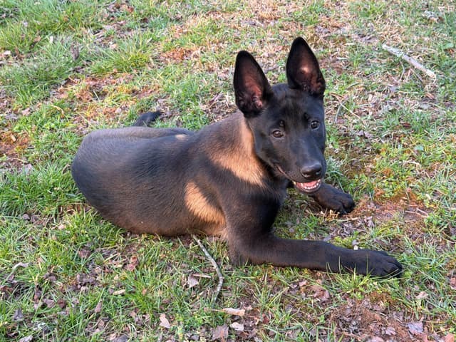 Belgian Malinois Puppies media 20