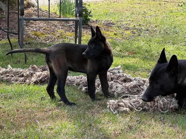 Belgian Malinois Puppies media 22