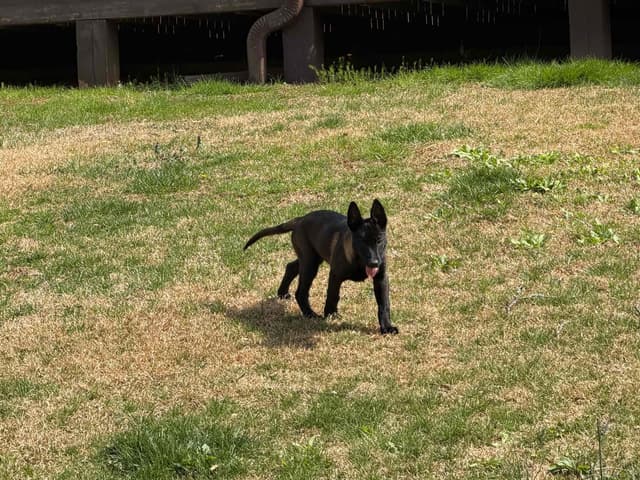 Belgian Malinois Puppies media 24
