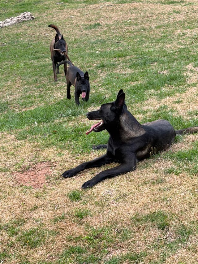 Belgian Malinois Puppies media 25