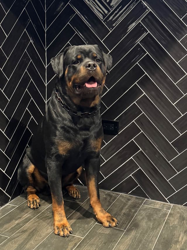 Rottweiler Puppies media 7