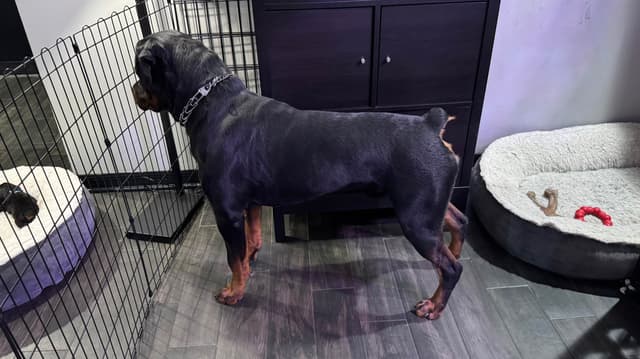 Rottweiler Puppies media 9