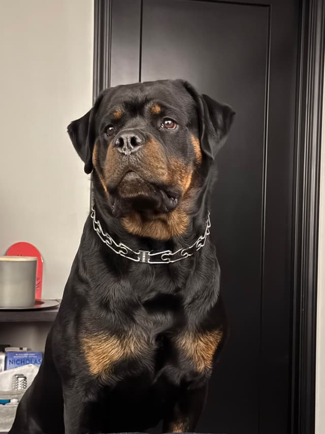 Rottweiler Puppies media 11