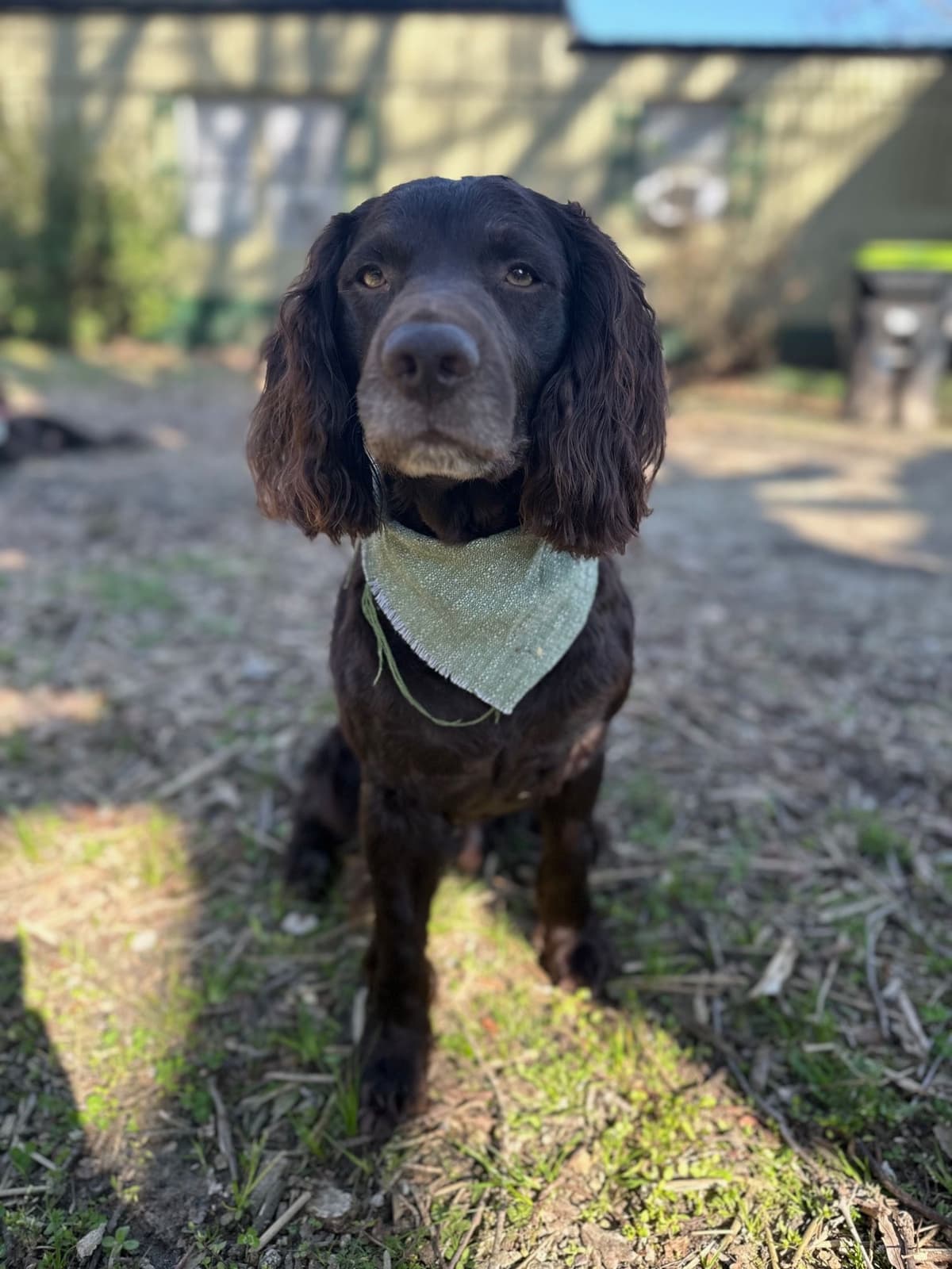 Boykin Spaniel Puppies breeder image 1