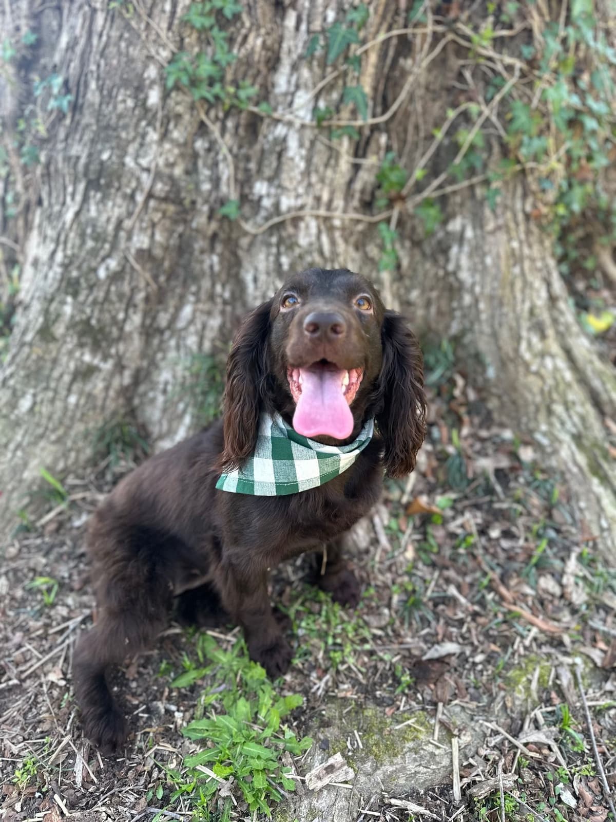 Boykin Spaniel Puppies breeder image 2