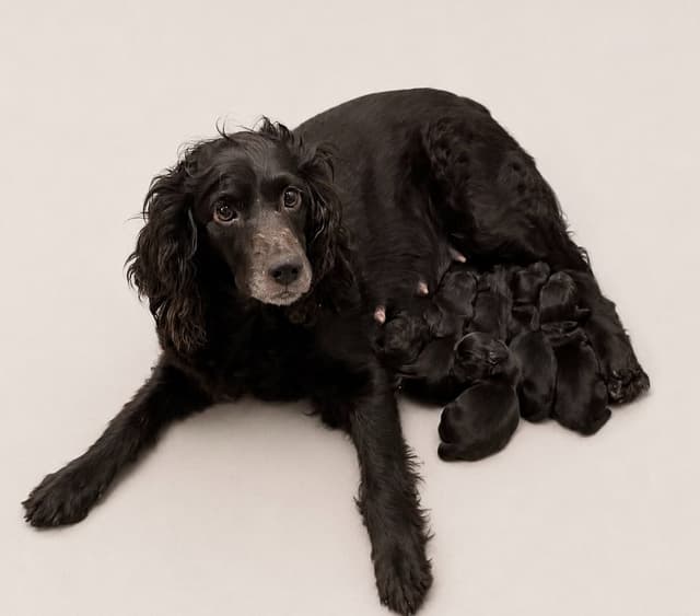 Boykin Spaniel Puppies media 2