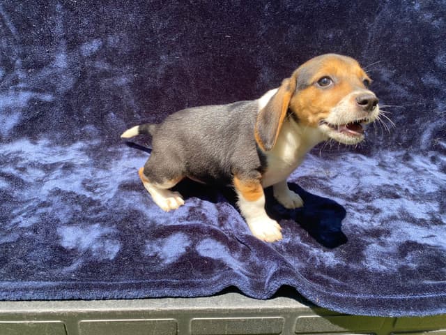 Beagle Puppies media 2