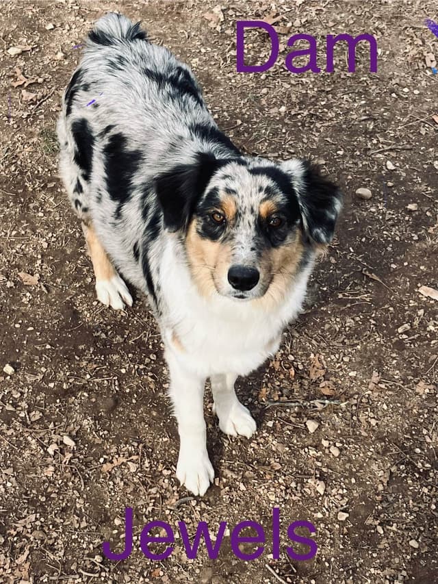 Aussies's Canineland Australian Shepherd Puppies media 2