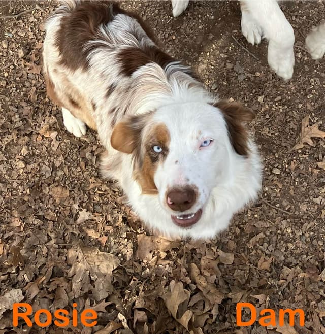 Australian Shepherd Puppies media 2