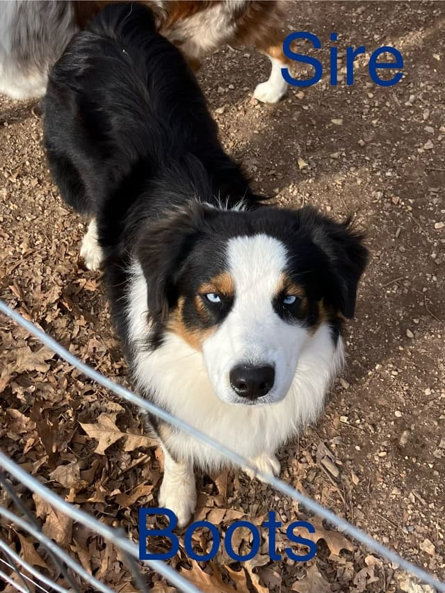 Australian Shepherd Puppies media 3
