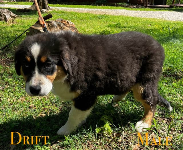 Aussies's Canineland Australian Shepherd Puppies media 3