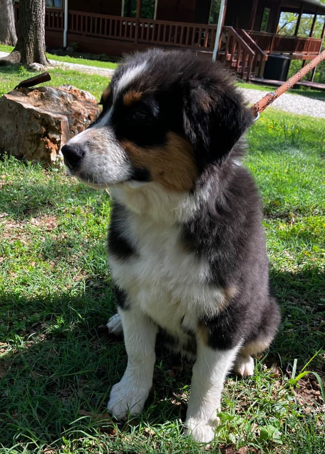 Aussies's Canineland Australian Shepherd Puppies media 4