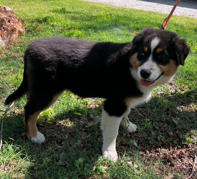 Aussies's Canineland Australian Shepherd Puppies media 5